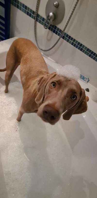 Dogorama-Monats-Challenge-Mai "Wasser"-Beitrag-Bild