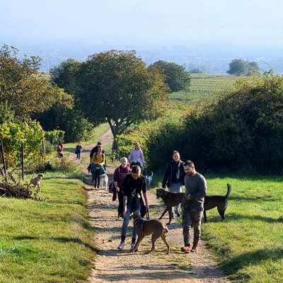 Hundetreffen-Spiel- und Gassirunde Landau-Bild