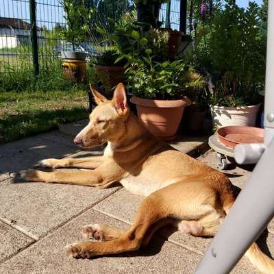 Podencomischling oder Podenco-Beitrag-Bild