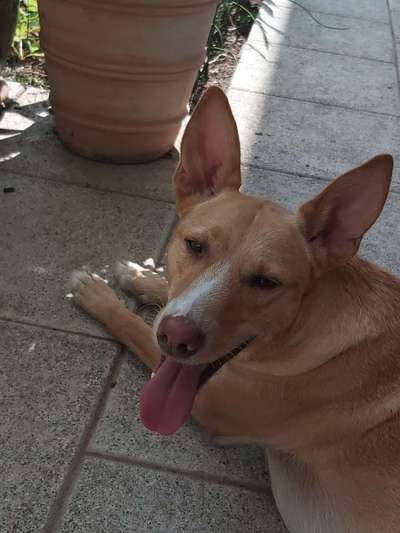 Podencomischling oder Podenco-Beitrag-Bild