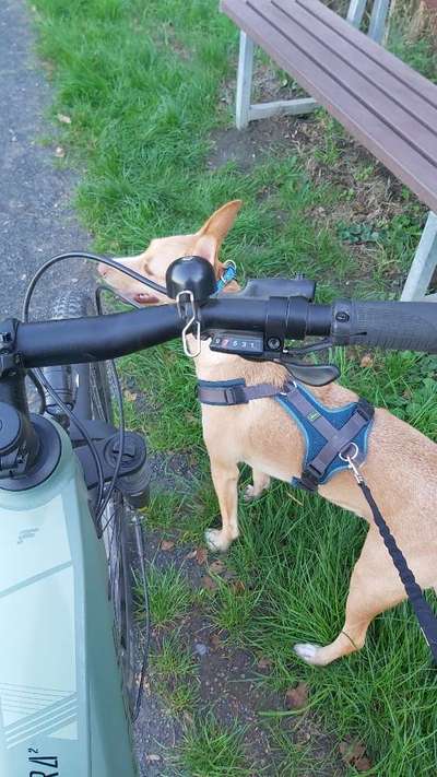 Podencomischling oder Podenco-Beitrag-Bild