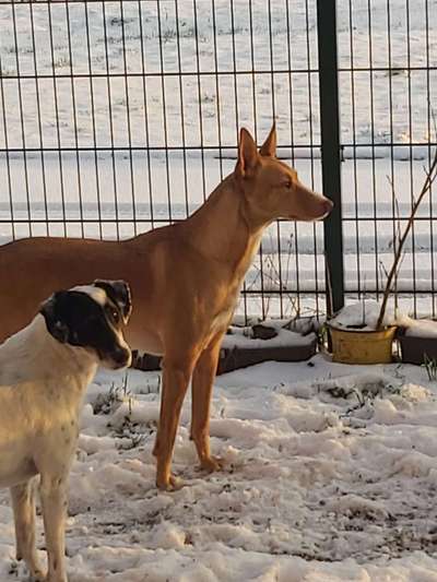 Windhundtreffen - PLZ-Beitrag-Bild