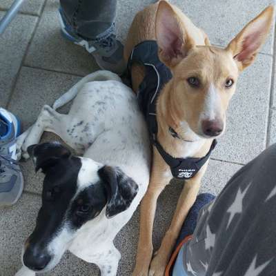 Hundetreffen-Treffen auf der Hundewiese Hainburg am Triebweg