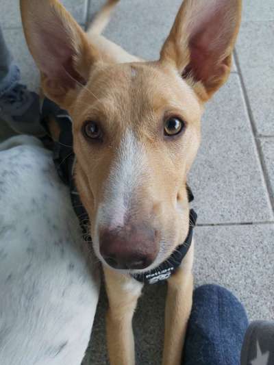 Windhundtreffen - PLZ-Beitrag-Bild