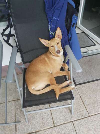 Podencomischling oder Podenco-Beitrag-Bild