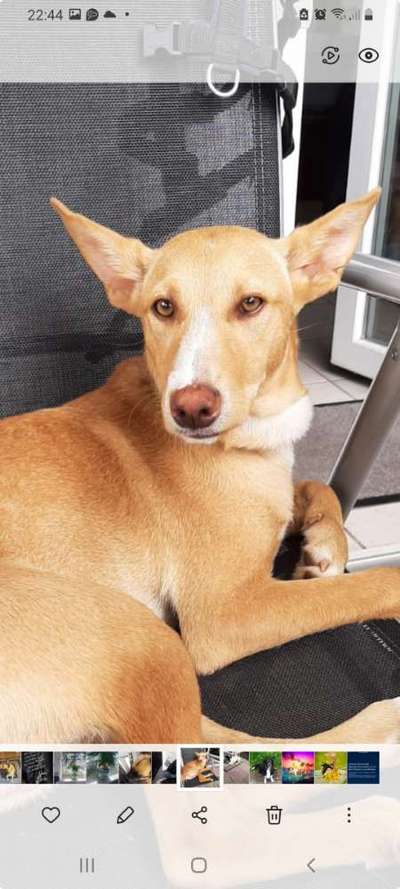 Podencomischling oder Podenco-Beitrag-Bild