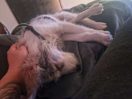 TierschutzhundeStammtisch🐕-Beitrag-Bild