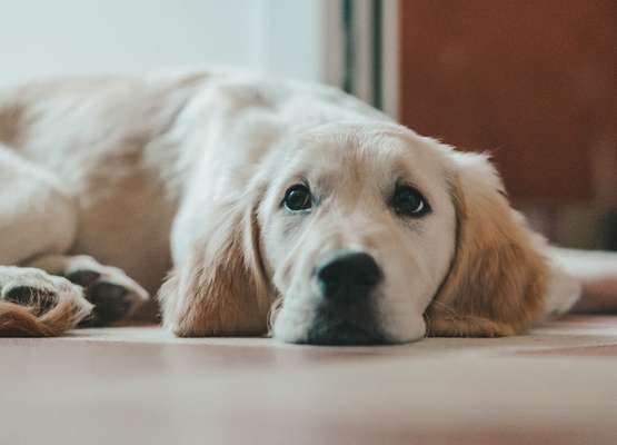 Giftköder-Beratung "Vor der Hunde-Anschaffung"-Bild