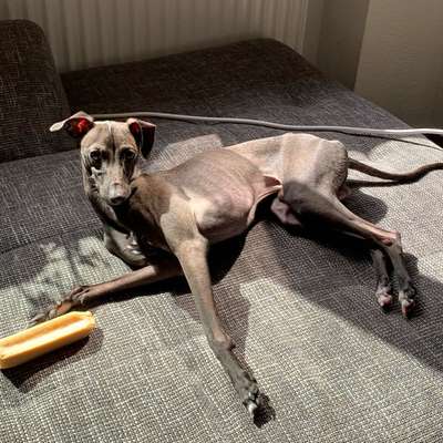 Hundetreffen-Entspannter Spaziergang – kleine, soziale Hunde