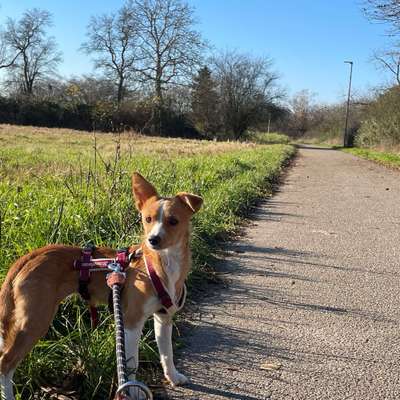 Hundetreffen-Mala würde sich freuen über ein Spazierfreund/ Playdate-Bild