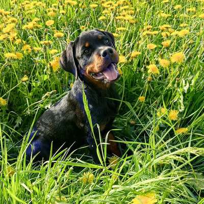 Hundetreffen-Spielen und Spazieren-Bild