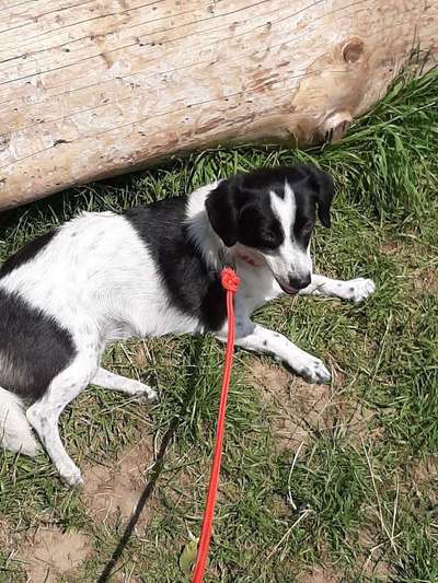 Dein Hund im Dogorama-Kalender 2021-Beitrag-Bild