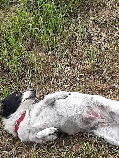 Dein Hund im Dogorama-Kalender 2021-Beitrag-Bild