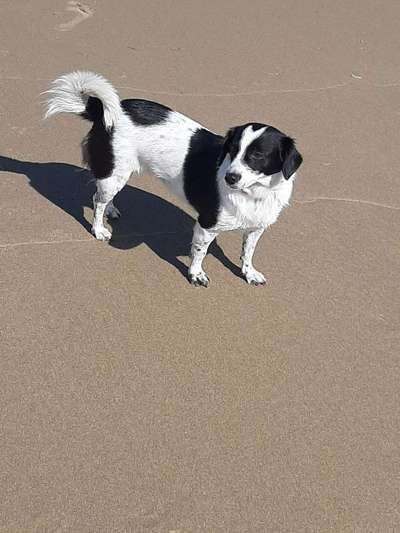 Dein Hund im Dogorama-Kalender 2021-Beitrag-Bild