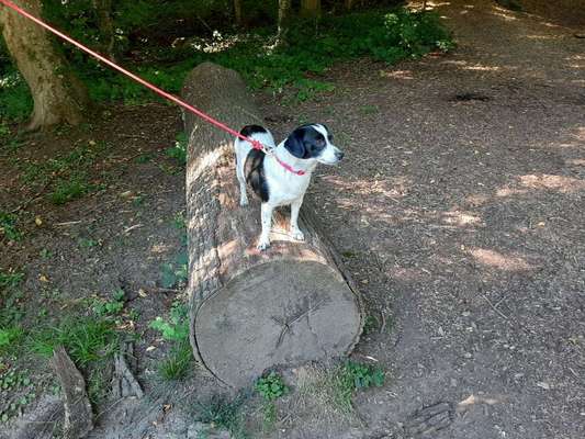 Dein Hund im Dogorama-Kalender 2021-Beitrag-Bild