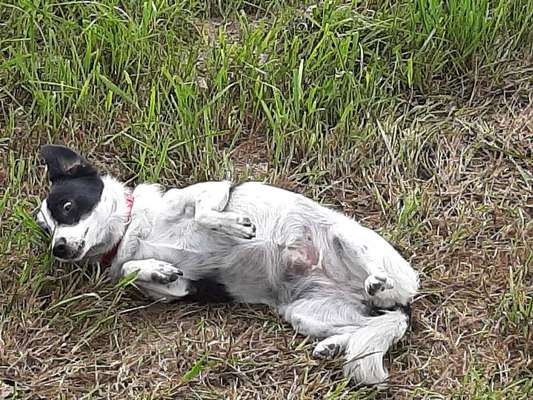 Dein Hund im Dogorama-Kalender 2021-Beitrag-Bild