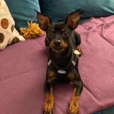 Hundetreffen-Welpe treffe