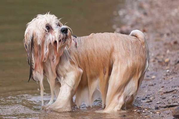 Challenge 23 : "  Euer Hund beim Frühlingserwachen "-Beitrag-Bild