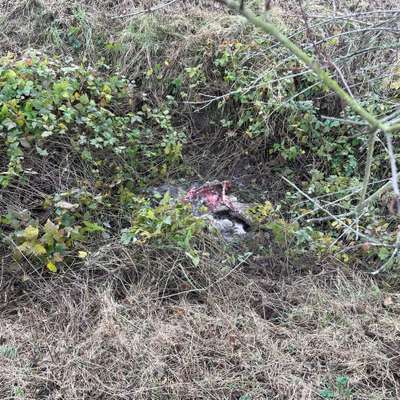 Giftköder-Wildschweinkadaver-Bild