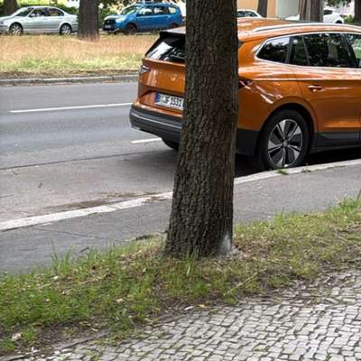Giftköder-Eichenprozessionspinner-Bild