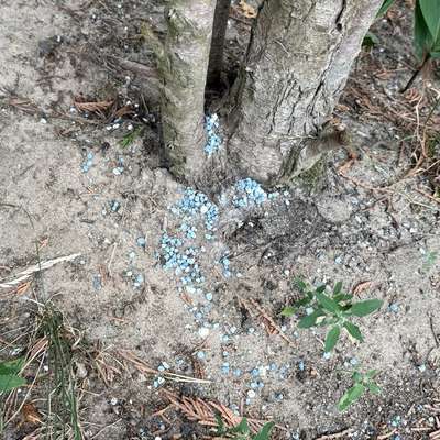 Giftköder-Blaukorn direkt am Gehweg-Bild