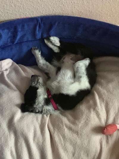 Welpen Bilder !-Beitrag-Bild