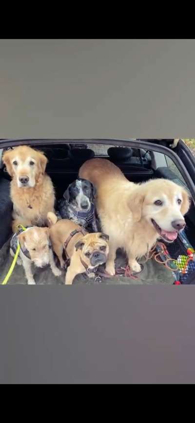 Foto Challenge 103    Hundefreundschaften-Beitrag-Bild