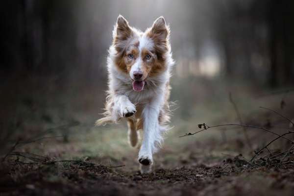 Hundetreffen-Gemeinsames Gassigehen-Bild
