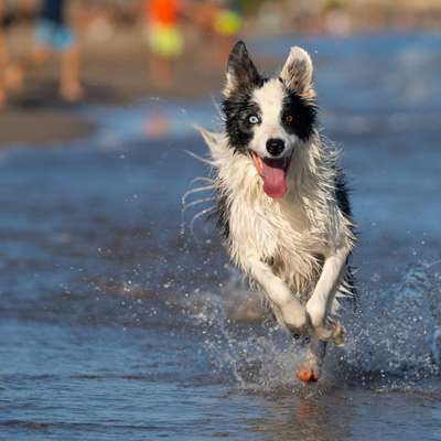 Hundetreffen-Fotoshooting in der Natur-Bild