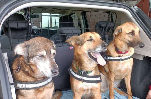 Auslandstierschutz-Beitrag-Bild