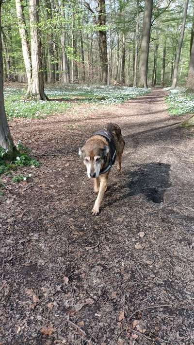 Auslandstierschutz-Beitrag-Bild