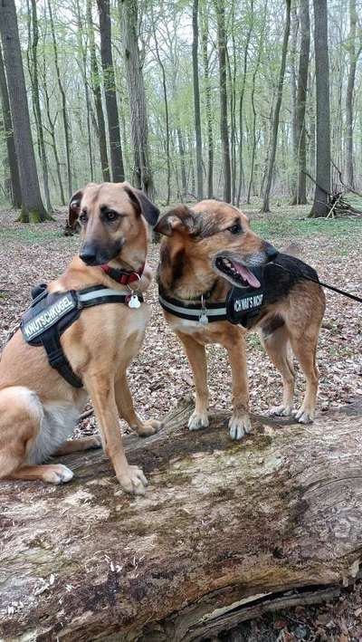 Auslandstierschutz-Beitrag-Bild