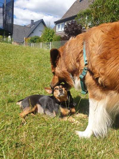 Hunde Memes-Beitrag-Bild