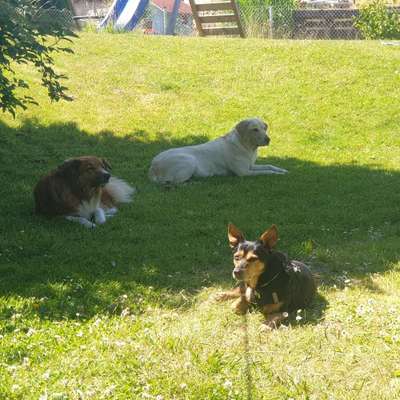 Hundetreffen-Auf der Suche nach Hundefreunden-Bild