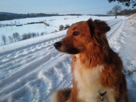 Hunde sind die beste Medizin-Beitrag-Bild