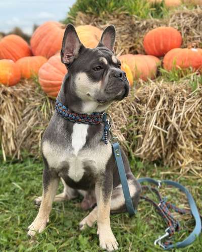 Hundetreffen-Spazieren und spielen-Bild