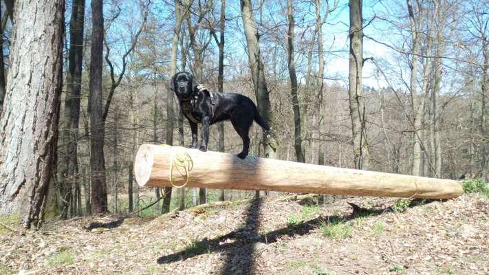 Hundetreffen-Wanderungen im HTK oder in der Wetterau-Bild