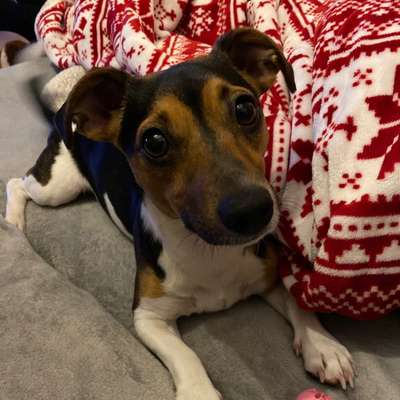 Wo sind die Jack und Parson Russell Terrier?-Beitrag-Bild