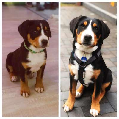 Schweizer Sennenhunde-Beitrag-Bild