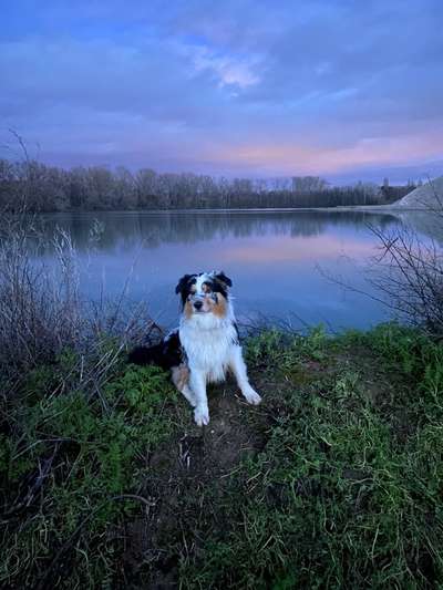 Die Dogorama Kalender Challenge Teil 3/4-Beitrag-Bild