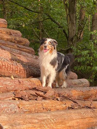 Aussies-Beitrag-Bild