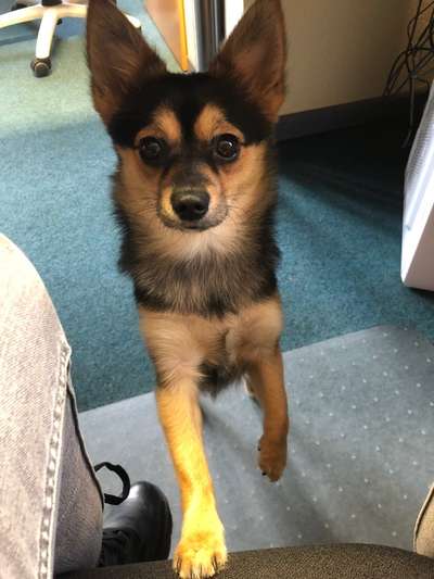 Mischlinge raten - Rätselspaß-Beitrag-Bild