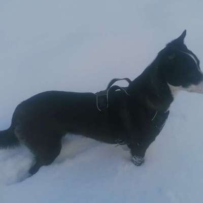 Hundetreffen-Social Walks und Trainingsbegegnungen-Bild