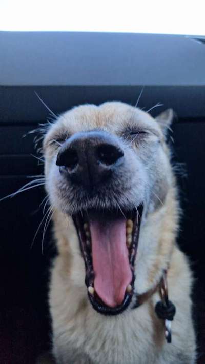 Dogorama Photo Challenge - Fail/Outtakes-Beitrag-Bild