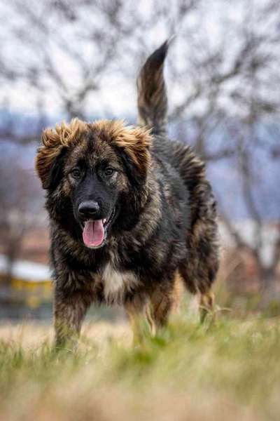 TierschutzhundeStammtisch🐕-Beitrag-Bild