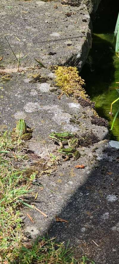 Alles rund um den Pudel-Beitrag-Bild