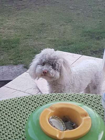 FOTOCHALLENGE 72 - Glücklicher Hund im Schmuddel-Look-Beitrag-Bild