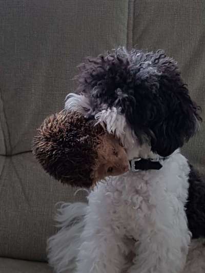 Der Lieblingsplüschi eures Vierbeiners-Beitrag-Bild