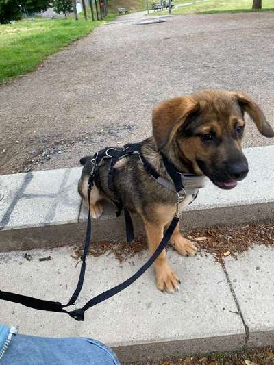 Hundetreffen-Spielkameraden Gesucht-Bild