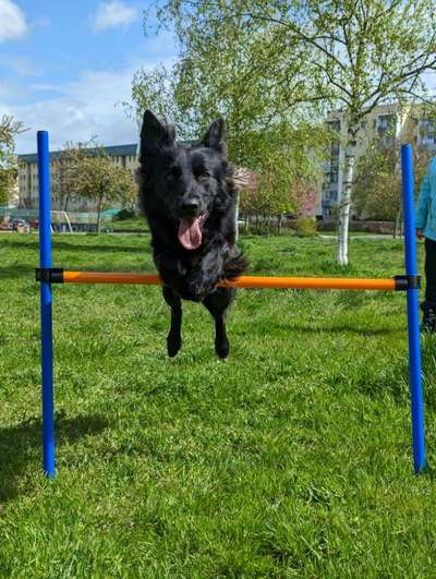 Dogorama Photo Challenge - Hunde in Action-Beitrag-Bild